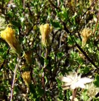 Pegolettia baccaridifolia aging flowerheads