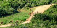 Red hartebeest travelling by road in Addo