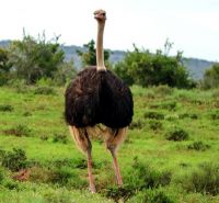 Male ostrich menacing