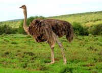 Female ostrich swallowing