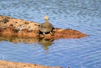 Terrapin, neither turtle nor tortoise