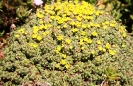 Euphorbia species, a vingerpol