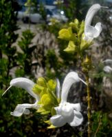 Salvia aurita flowers