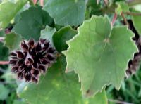 Abutilon grandiflorum leaf