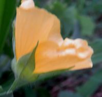 Abutilon austro-africanum floral profile