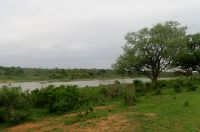 Combretum imberbe by the Crocodile River