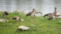 Egyptian geese by the Crocodile River