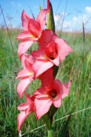 Gladiolus rehmannii
