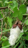 Gossypium herbaceum subsp. africanum, wild cotton living up to its name