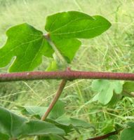 Gossypium herbaceum subsp. africanum leaf from below