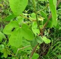 Gossypium herbaceum subsp. africanum leaves