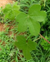 Gossypium herbaceum subsp. africanum leaves