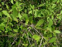Gymnosporia senegalensis leaves