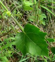 Hibiscus vitifolius leaf