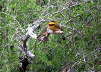 Little bee-eaters in a Gymnosporia