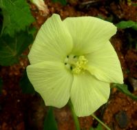 Pavonia burchellii pale flower