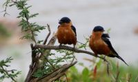 Redbreasted swallows