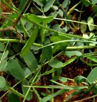 Senna italica subsp. arachoides green pods