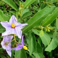Solanum campylacanthum subsp. panduriforme flowers