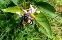 Solanum campylacanthum subsp. panduriforme entertaining