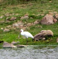 Young spoonbill