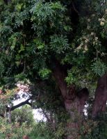 Trichilia emetica subsp. emetica trunk
