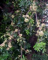 Trichilia emetica subsp. emetica, Natal mahogany