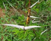 Vachellia robusta subs. robusta thorns like cattle horns