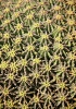 Euphorbia pulvinata in flower