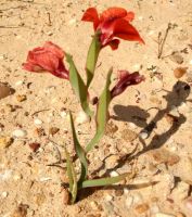 Gladiolus speciosus inflorescence