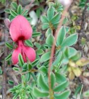 Indigofera heterophylla flower