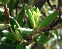 Phylica oleifolia leaves