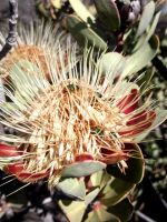 Protea punctata old flowerhead