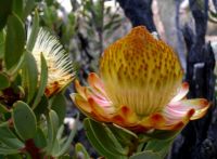 Protea glabra early blooming stage