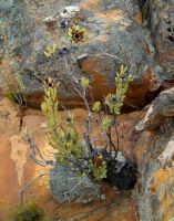 Protea glabra on the rocks