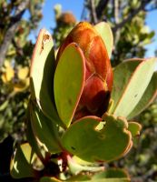 Protea glabra closed bud