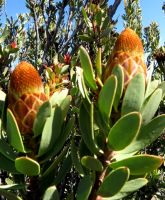 Protea glabra lengthening buds
