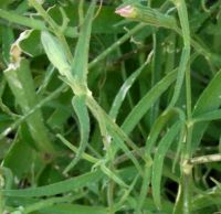 Silene undulata subsp. undulata upper leaves
