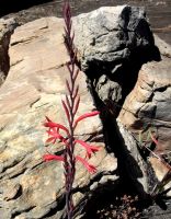 Watsonia vanderspuyae inflorescence