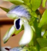 Disa hallackii flower