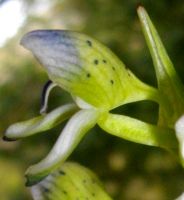 Disa hallackii flower profile