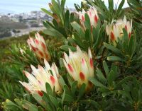 Protea repens bicoloured flowerheads