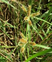 Cyperus cyperoides subsp. cyperoides old inflorescences