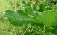 Kigelia africana leaves, above and below