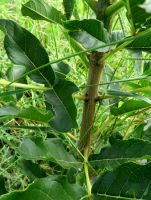 Kigelia africana leaf stalks