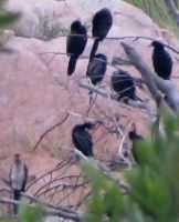 Reed cormorant indaba