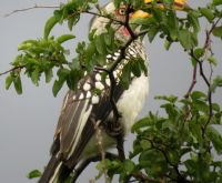 Southern yellowbilled hornbill in Ziziphus camouflage
