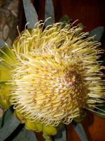 Protea nitida flowerhead half open