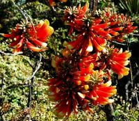 Erythrina acanthocarpa flowers