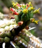 Euphorbia mammillaris branching at a stem-tip